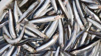 Ăn nhiều các loại cá này giúp tăng cường trí não và giảm mỡ máu kéo dài thanh xuân và tuổi thọ