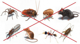 Cả đàn côn trùng bị diệt sạch, 1 đi không trở lại nhờ loại hỗn hợp mẹ tự làm: Chẳng lo độc hại