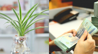 9 cây cảnh chỉ cần nước là sống vừa giúp thanh lọc không khí, hút bức xạ, vừa dẫn dắt tài lộc đầy nhà