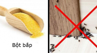 Vô tình đổ nắm bột ngô ra sàn nhà ai ngờ đuổi được cả một đàn kiến