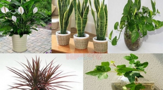 6 tháng cuối năm đặt cây phong thủy này lên bàn làm việc công việc hanh thông, tiền chảy ào ào vào túi