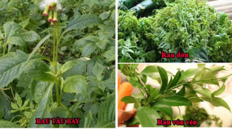 11 cây dại ở VN hóa ra lại được xếp hạng là rau ăn tốt đầu bảng, chữa nhiều bệnh: Nhiều người không biết