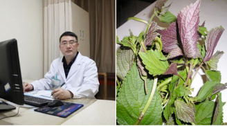 Loại lá quen thuộc mọc đầy ở Việt Nam có khả năng phòng ngừa Covid-19: Nghe Tiến sĩ giải thích