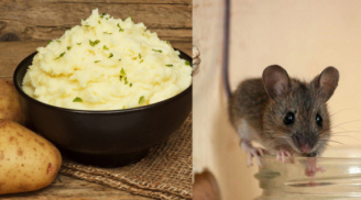 Chỉ dùng củ khoai tây mà cả đàn chuột lăn đùng, bị diệt tận gốc