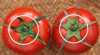 Mua cà chua đừng nắn bóp, nhớ 5 điều này để chọn được quả ngon, chín tự nhiên, không ủ thuốc