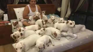 Người đàn ông sống đời độc thân cùng 20 chú chó sau đổ vỡ hôn nhân