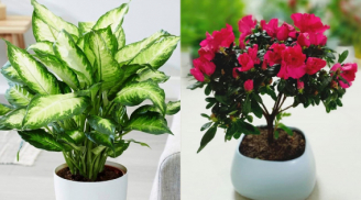 10 loại cây cảnh đẹp nhưng có độc, nên cân nhắc kỹ trước khi trồng trong nhà