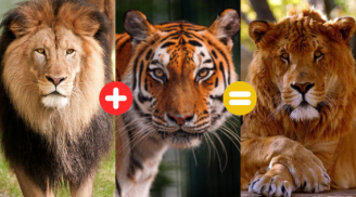 Con lai giữa sư tử và hổ gọi là gì?
