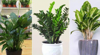8 loại cây trồng trong nhà hút lộc khí, con cái giỏi giang ngoan ngoãn, 2 loại cây tránh xa kẻo mang họa