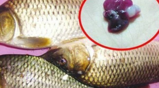 2 bộ phận của cá chứa cực nhiều 'độc tố', nhớ vứt bỏ ngay kẻo hại gan, sinh bệnh