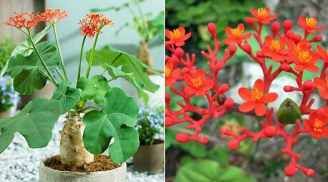 7 loại cây cảnh đẹp nhưng chớ dại trồng trong nhà kẻo nguy hiểm, vô tình ăn phải sẽ 'không qua khỏi'