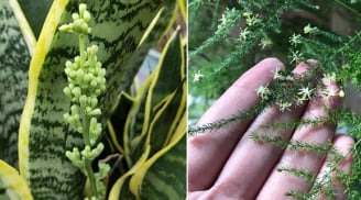 3 cây cảnh rất hiếm nở hoa, nếu nở hoa chứng tỏ điềm lành sắp kéo đến nhà