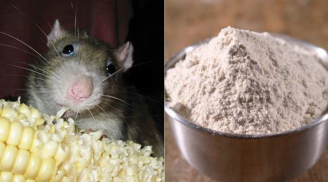 Đừng hoảng sợ nếu thấy chuột xuất hiện trong nhà bạn: Đem trộn những thành phần sau, chuột vĩnh viễn không dám bén mảng