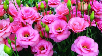6 loại hoa 'thịnh vượng' Tết 2022 nhớ đặt trong nhà để cầu may mắn bình an, cả năm bội thu