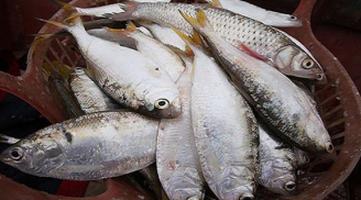 Ra chợ mua cá thấy 4 loại này hãy mua ngay: 100% đánh bắt tự nhiên, vừa thơm ngon lại cực bổ dưỡng
