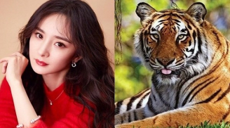 Thầy tử vi chỉ mặt gọi tên: 3 con giáp này ăn lộc Thần tài, sang năm Nhâm Dần giàu sang phú quý