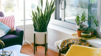 Vị trí đặt cây cảnh hút tài hút lộc: Năm Nhâm Dần 2022 gia chủ may mắn, tiền bạc đến không ngừng