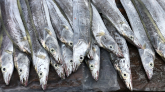 Đi chợ thấy 8 loại cá này nên mua ngay, đảm bảo cá tự nhiên, thơm ngon, bổ dưỡng