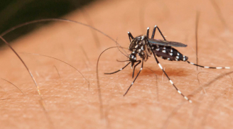 Mẹo đuổi muỗi hoàn toàn tự nhiên, hiệu quả lâu dài: Đảm bảo nhà 'sạch bách' không còn một con