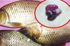 5 bộ phận của con cá dễ chứa đầy độc tố, kí sinh trùng, nhiều người không biết nên vẫn ăn vào