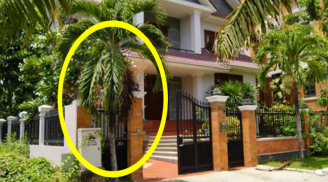 Trước nhà có 2 thứ xanh tươi cả nhà dễ gặp may, con cháu phú quý đời đời