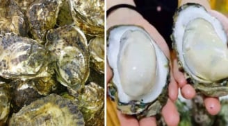 Bí quyết chọn hàu tươi ngon, nhiều thịt chỉ cần nhìn vỏ