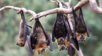 Cổ nhân dặn: 5 con vật này đột nhiên ghé thăm nhà, phú quý tài lộc ùn ùn kéo đến
