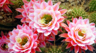 5 loại hoa chặn đứng tài lộc, để trong nhà hút cạn may mắn