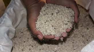 Gạo mua nhiều dễ bị mối mọt, cho thứ này vào để thoải mái không hỏng, gạo trắng tinh