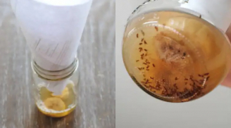 Cách đuổi sạch ruồi muỗi trong nhà bằng 1 chai nước, đơn giản mà hiệu quả bất ngờ