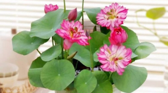 5 loại hoa được mệnh danh là 'túi thơm', nhà nào cũng đua nhau trồng, vừa ngắm hoa đẹp lại tràn ngập mùi thơm