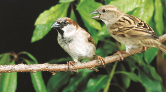 Tổ tiên căn dặn: '2 loài chim này vào nhà, nhất định có tin vui tài lộc': Gia chủ chớ đuổi đi