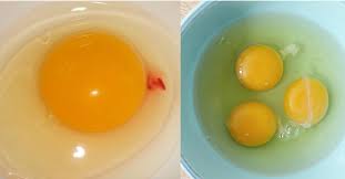Trứng đập ra có vệt đỏ như máu, nên ăn hay bỏ đi? Nhiều người thắc mắc nhưng giờ mới biết câu trả lời