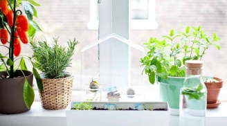 5 vị trí 'đắc địa' đặt cây phong thủy hóa giải năng lượng xấu, nghênh đón Thần tài, rước lộc cho gia chủ