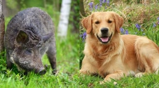 Tại sao nói: Heo đến thì nghèo, chó đến thì giàu, mèo đến thì trên đầu để tang?