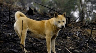 Các cụ dạy: 'Không sợ ma khóc, chỉ sợ chó hú': Ý nghĩa của câu nói này là gì?