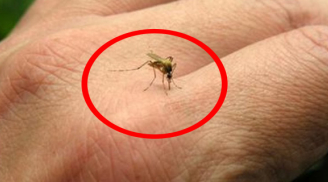 Vì sao muỗi đốt bạn mà không đốt những người khác: Hóa ra đây là lý do
