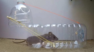 5 bước làm bẫy chuột bằng chai nhựa và xô nước bẫy liên hoàn, không 1 con nào thoát