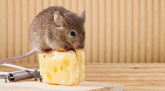 Cách đuổi chuột ra khỏi nhà vĩnh viễn đơn giản, hiệu quả không gây hại sức khỏe