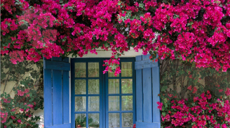 Hoa giấy lá xanh tươi nhưng không thấy bông: Làm ngay cách này hoa tuôn như suối, đẹp cả năm