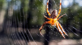 Dân gian có câu: ''Nhện sa trước mặt'' là ''Hỷ tòng thiên giáng'', vậy nhện sa trước mặt là điềm báo gì?