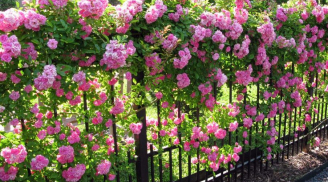 Trồng hoa hồng chỉ thấy lá chẳng thấy hoa: Làm ngay cách này hoa nở to, thơm ngát quanh năm