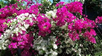 Làm 3 điều này hoa giấy sẽ nở rực rỡ quanh năm, chùm to sai trĩu