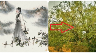 Tổ tiên dặn: Nghèo mấy cũng đừng chặt 3 cây này càng để lâu phúc càng sâu dày, phú quý, đó là cây gì?