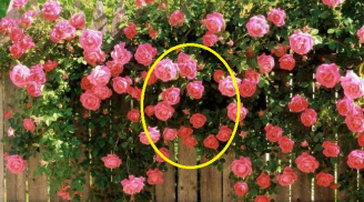 Trồng hoa hồng chỉ thấy lá không thấy hoa: Tưới thứ này vào cây nở bông to như bát, đẹp quanh năm