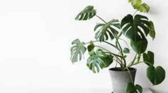 3 cây cảnh 'hút sạch' chất độc trong nhà, trồng càng lâu càng dưỡng người, hưởng phúc khí dài lâu