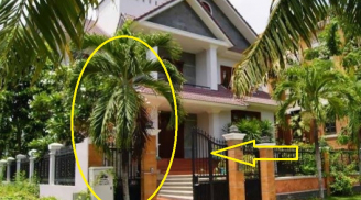 Tổ tiên dặn cấm sai: 3 loại cây càng trồng lâu càng nhiều phúc khí, 2 loại nên chặt bỏ, đó là cây nào?