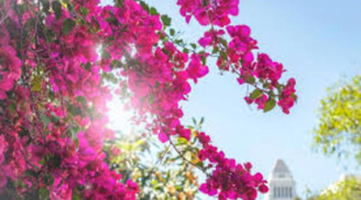 Hoa giấy mua về phải 'rửa rễ' trước, đúng 100 ngày sau cây vươn dài, tuôn thành suối hoa đón Tết rực rỡ