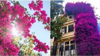 Hoa giấy chỉ tưới nước lã chưa đủ: Thêm vài thìa này vào, hoa nở rộ, lá xanh tươi quanh năm