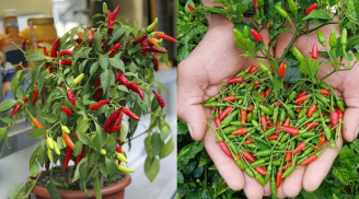 Trồng ớt muốn ra nhiều quả, trồng một cây ăn quanh năm, nhất định phải làm việc này